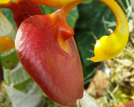 The 2024 winter months were inspiring and stimulating for my work. In Laos I created several new oil pastels and almost 2,000 photo studies, some of which were suitable for realization in the original screen printing technique. The KAMUELA PROJECT was developed from tiny detailed observations of rare tropical flowers. The shapes were suprising and unusual for my eyes.