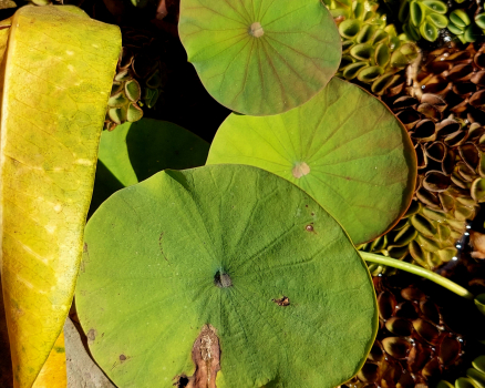 The 2024 winter months were inspiring and stimulating for my work. In Laos I created several new oil pastels and almost 2,000 photo studies, some of which were suitable for realization in the original screen printing technique. The KAMUELA PROJECT was developed from tiny detailed observations of rare tropical flowers. The shapes were suprising and unusual for my eyes.